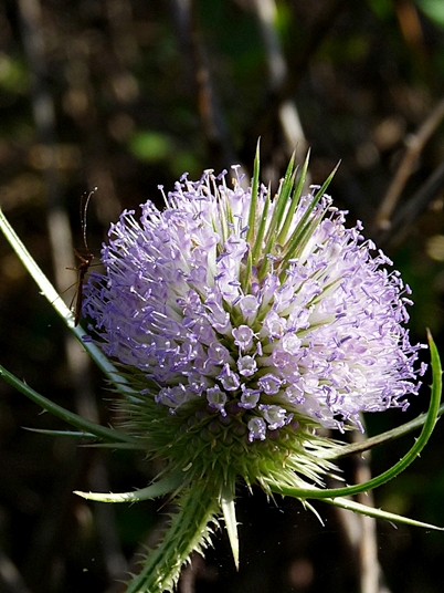 {Dipsacus fullonum}